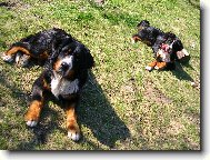 Berner Sennenhund