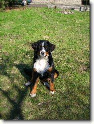 Berner Sennenhund