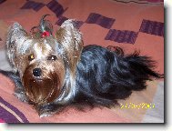 Jorkšírský terier, Yorkshire Terrier,