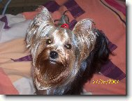 Jorkšírský terier, Yorkshire Terrier,