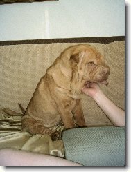 Shar-Pei
