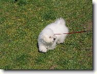 Bichon á poil frisé, Bichon Frise