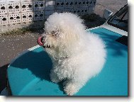 Bichon á poil frisé, Bichon Frise
