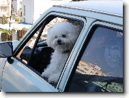 Bichon á poil frisé, Bichon Frise