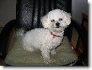Bichon á poil frisé, Bichon Frise