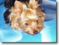 Jorkšírský terier, Yorkshire Terrier,