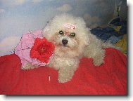Bichon á poil frisé, Bichon Frise