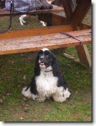 American Cocker Spaniel