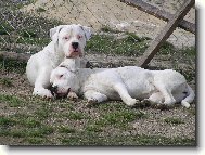 Dogo Argentino