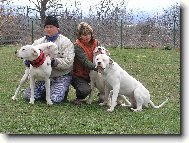 Dogo Argentino