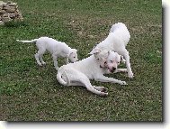 Dogo Argentino