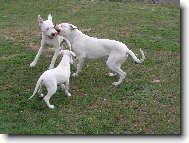 Dogo Argentino