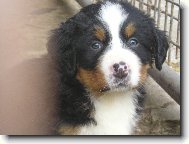 Berner Sennenhund