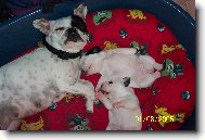 Bouledogue francais, French Bulldog