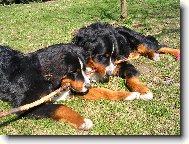 Berner Sennenhund