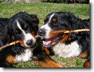 Berner Sennenhund