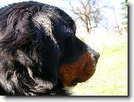 Berner Sennenhund