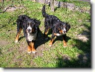 Berner Sennenhund