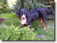 Berner Sennenhund