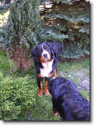 Berner Sennenhund