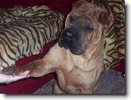 Shar-Pei