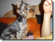 Jorkšírský terier, Yorkshire Terrier,
