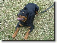 Rottweiler