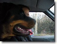 Rottweiler