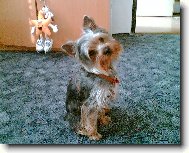 Jorkšírský terier, Yorkshire Terrier,