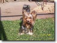 Jorkšírský terier, Yorkshire Terrier,