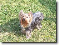 Jorkšírský terier, Yorkshire Terrier,