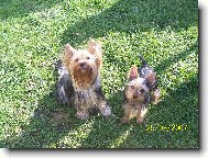 Jorkšírský terier, Yorkshire Terrier,