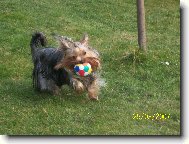 Jorkšírský terier, Yorkshire Terrier,