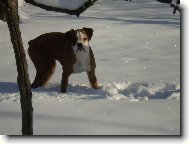 Deutscher Boxer
