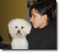 Bichon á poil frisé, Bichon Frise
