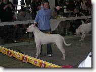 Dogo Argentino
