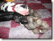 Deutsche Dogge