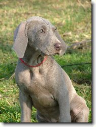 Weimaraner, Weimaraner Vorsterhund