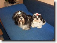 icu, Shih-Tzu