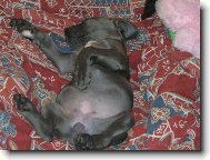 Deutsche Dogge