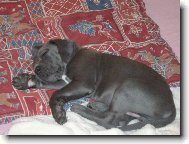 Deutsche Dogge