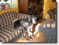 Deutsche Dogge