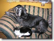 Deutsche Dogge
