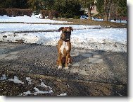 Deutscher Boxer