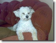Bichon á poil frisé, Bichon Frise