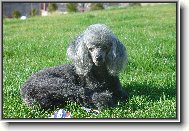 Poodle, Caniche