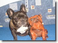 Bouledogue francais, French Bulldog