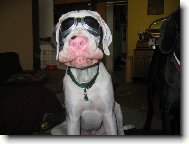 Deutsche Dogge
