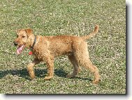 Irish Terrier