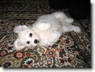 Bichon á poil frisé, Bichon Frise